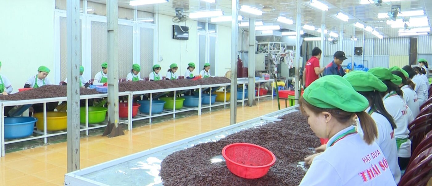 Hạt dưa rang muối Thái Sơn Tây Nguyên – Chất lượng từ vùng đất đỏ bazan